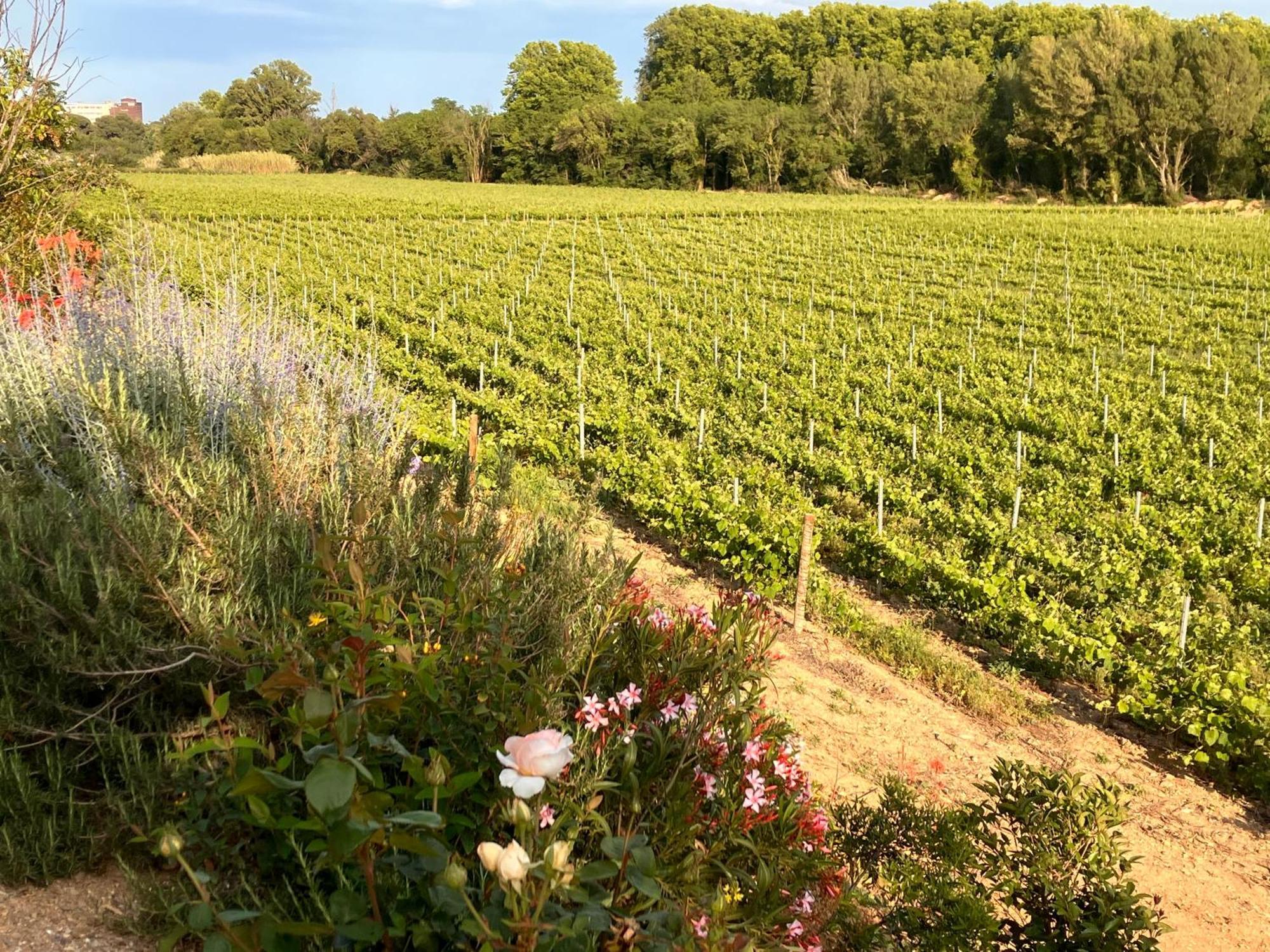 Domaine De L'Herbe Sainte Mirepeisset Ngoại thất bức ảnh